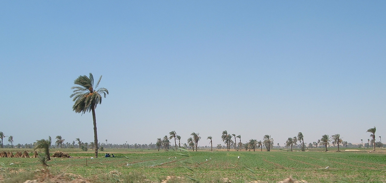 【開催案内：2月22日】国際ワークショップ：「前近代エジプトおよび周辺地域の環境と経済」 Workshop: Environment and Economy in Premodern Egypt and Beyond